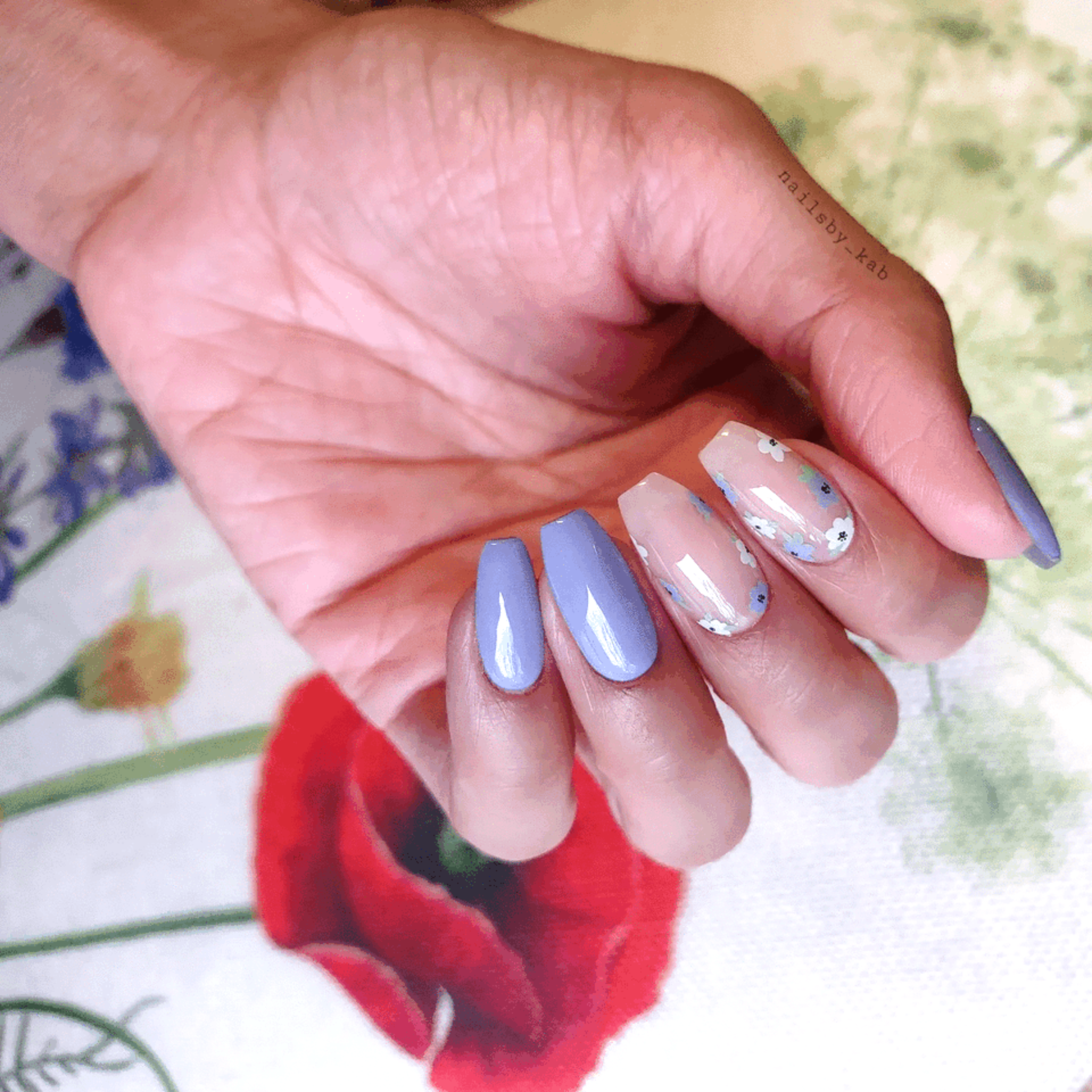 Forget-me-not